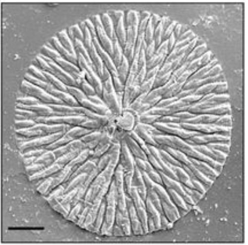 mágenes de microscopía SEM de la parte superior de una membrana de recombinámero tipo elastina (ELR) después de la mineralización que muestran la organización jerárquica de las estructuras mineralizadas y cómo crecen hasta que se encuentran unas con otras