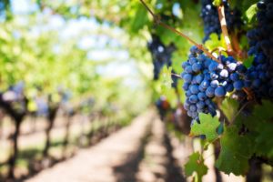 La deficiencia de hierro en el viñedo puede tener efectos positivos en el vino
