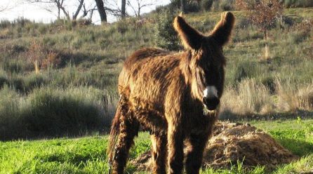 La Universidad de Valladolid caracteriza por primera vez las propiedades de la leche de burra zamorano-leonesa