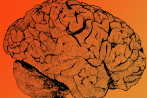 Un estudio europeo identifica cómo se forma el cerebelo