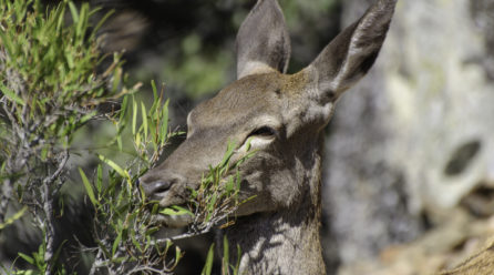 Sin consenso social sobre la forma de control idónea ante la sobrepoblación de algunos animales en parques nacionales