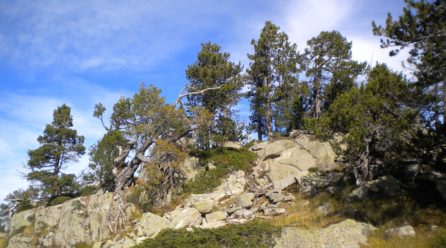 La epidemia de Peste Negra del siglo XIV provocó la expansión de los bosques de montaña de la cuenca mediterránea