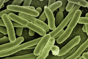 Un modelo anticipa el comportamiento de la principal bacteria causante de gastroenteritis
