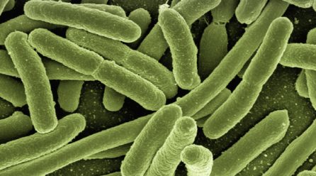 Un modelo anticipa el comportamiento de la principal bacteria causante de gastroenteritis