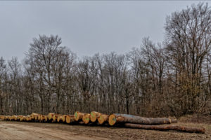 La ‘suerte de pinos’ de San Leonardo de Yagüe emparienta con el ‘affouage communal’ de Héricourt (Francia)