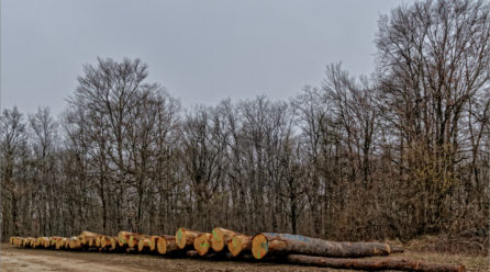 La ‘suerte de pinos’ de San Leonardo de Yagüe emparienta con el ‘affouage communal’ de Héricourt (Francia)