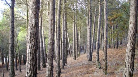 Descifrado el funcionamiento interno de los pinares de repoblación