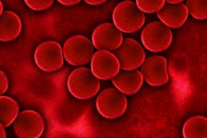 Un modelo matemático anticipa la formación de glóbulos rojos