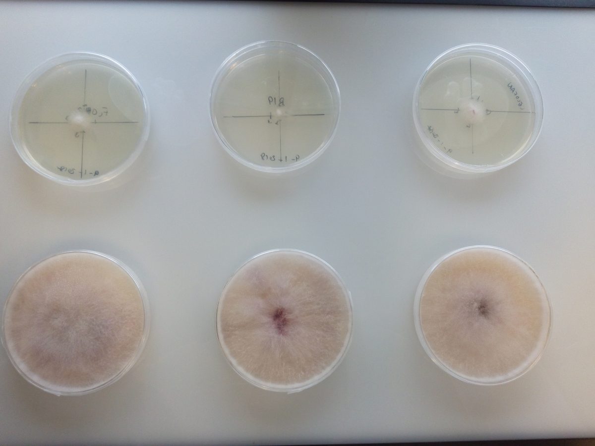 Cepas del hongo 'Fusarium circinatum' creciendo en medio de cultivo para la posterior extracción de ARN