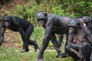 La UVa, en el grupo internacional que publica el primer atlas especializado en el bonobo