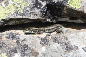 Analizan qué zonas de alta diversidad de reptiles en la península ibérica podrían estar más amenazadas por el cambio global