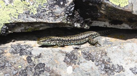 Analizan qué zonas de alta diversidad de reptiles en la península ibérica podrían estar más amenazadas por el cambio global