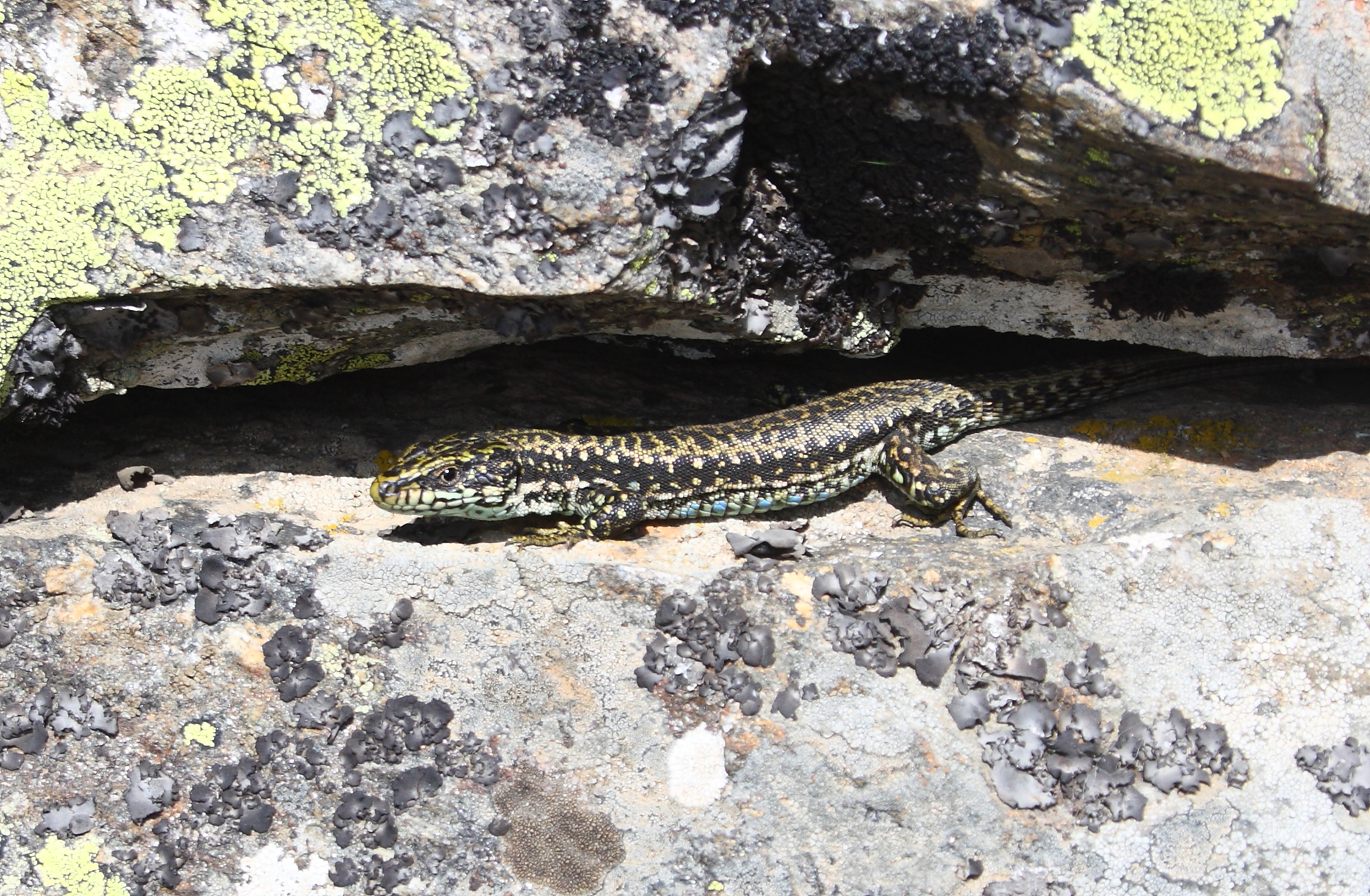 Lagartija carpetana ('Iberolacerta cyreni')