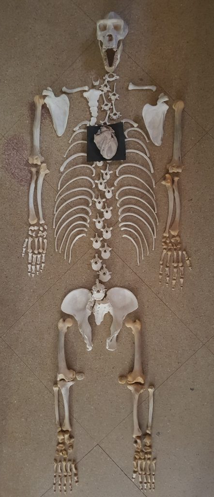 Esqueleto de un gorila y corazón superpuesto