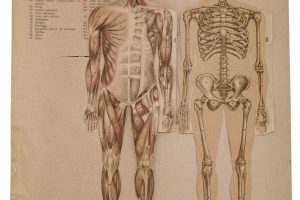 UVadivulga colabora con el MUVa para acercar a Segovia la historia de la enseñanza de la Anatomía en la Universidad de Valladolid