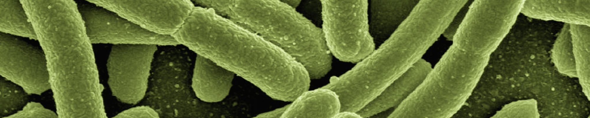 Gerd-Altmann-E.-coli