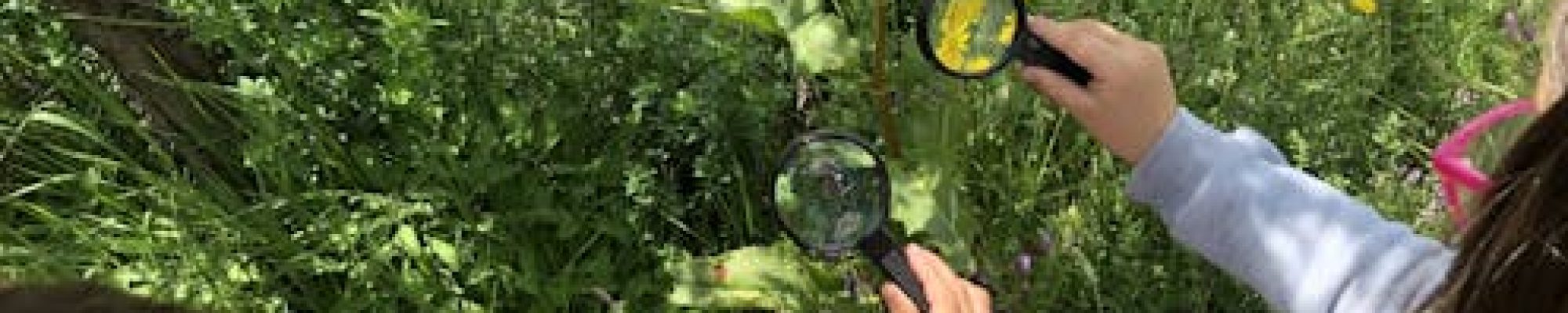 El huerto escolar: mucho más que aprender a comer sano