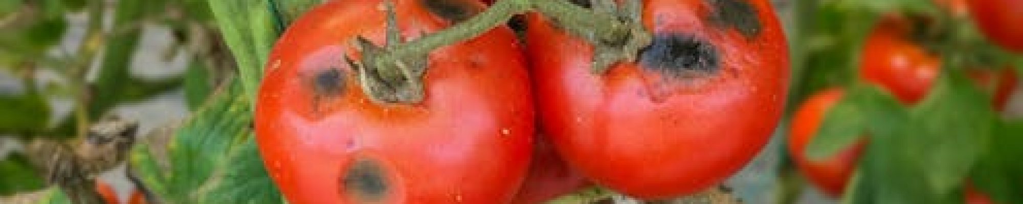 ¿Podemos curar a los tomates usando perfumes?