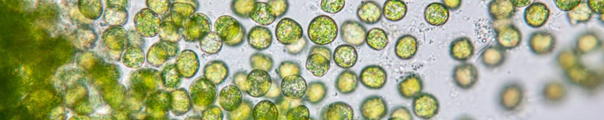 Un sistema pionero con microalgas para eliminar contaminantes y fomentar la economía circular