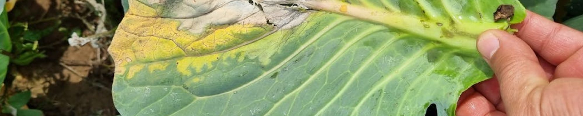 Un estudio halla un nuevo sistema inmune vegetal ‘parecido’ al humano