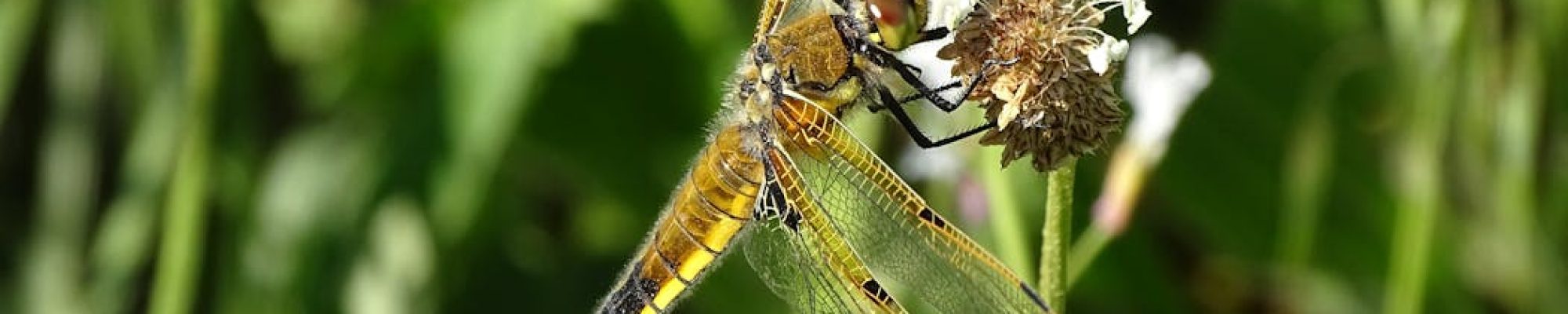 Libélulas, joyas vivas de la prehistoria amenazadas por el ser humano
