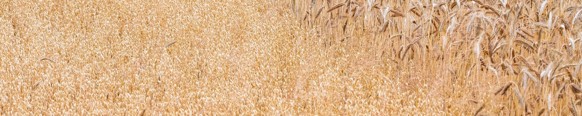 fotoblend-wheat-9709984_1920